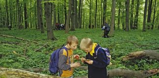 Kurzurlaub im Hainich Nationalpark