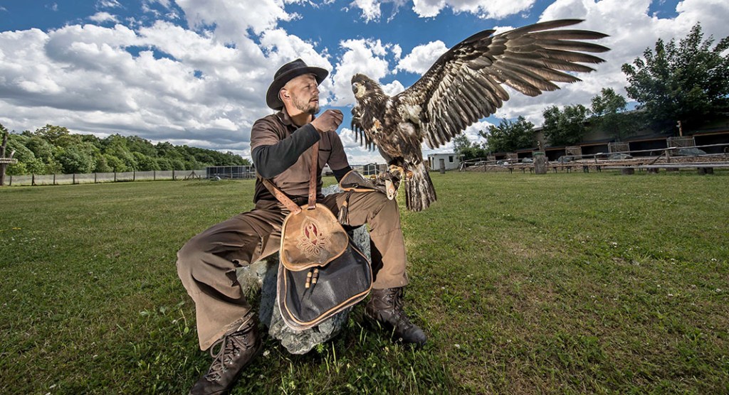 Greifvogel-Flugvorführung im Vogtland: Falknerei Herrmann