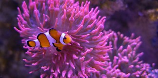 Familien-Highlight in Mecklenburg-Vorpommern: das Meeresmuseum Stralsund