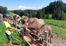 Wangarhof im Allgäu: Bauernhofurlaub mit Kleinkind