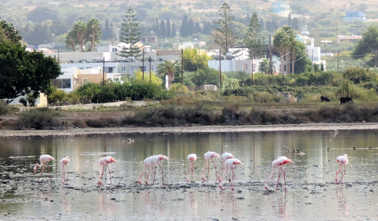 Flamingos stehen im flachen Wasser am Flamingo Beach auf der griechischen Insel Kos.