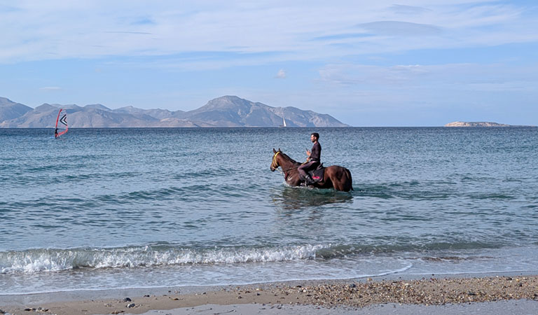Pferd im Wasser an einem Strand der Nordküste auf der griechischen Insel Kos.