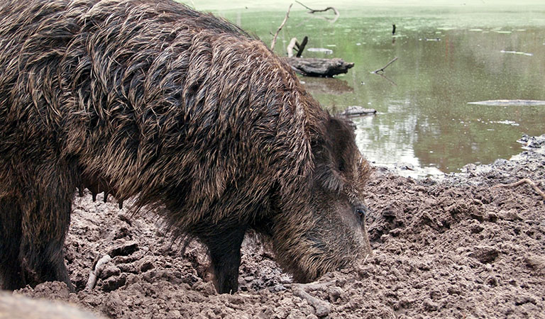 Ein Wildschein beim Wühlen im Match im Park Klövensteen in Hamburg.