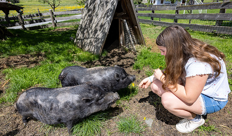 Mädchen mit Schweinen auf auf einem Bauernhof von Urlaub am Bauernhof in der Steiermark in Österreich