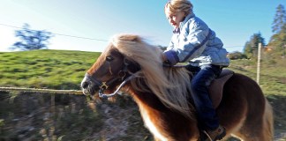 Reiterferien mit Kindern: 7 Tipps für den Urlaub auf dem Ponyhof Kleiner Junge reitet schnell auf einem kleinen Pony.