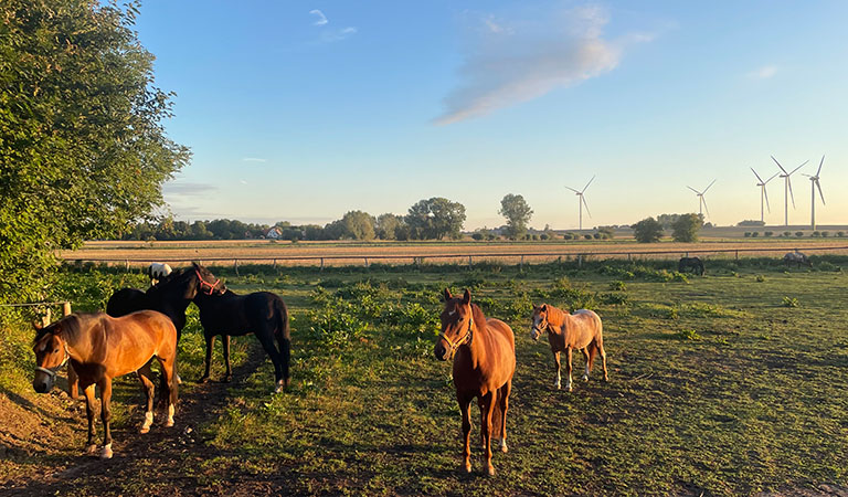 Pferde eines Reiterhofs in der Abendsonne auf ihrer Weide.