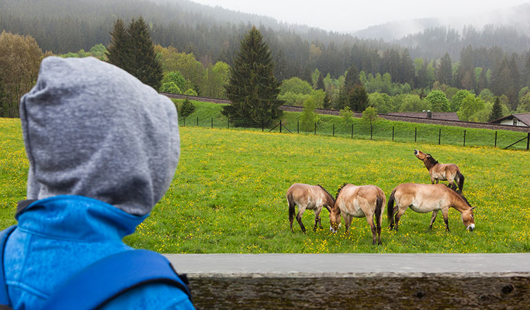 Ein Kind beobachtet eine Herde Wildpferde im Tierfreigelände vom Nationalparkzentrum Falkenstein im Bayerischen Wald.