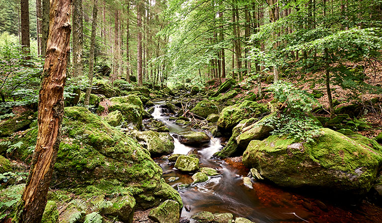 Märchenhaft schön: die Steinklamm in der Ferienregion Nationalpark Bayerischer Wald mit der rauschenden Ohe und dem bemoosten Felsenmeer.