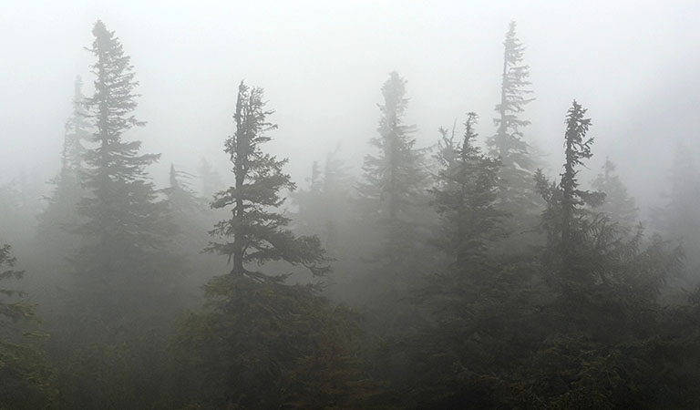 Tannenwald im Nebel m Riesengebirge in Tschechien.