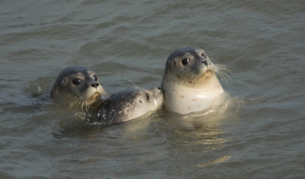 Drei Seehunde im Meer vor Spiekeroog.