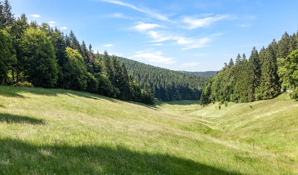 Eine Wiese im Thüringer Wald.
