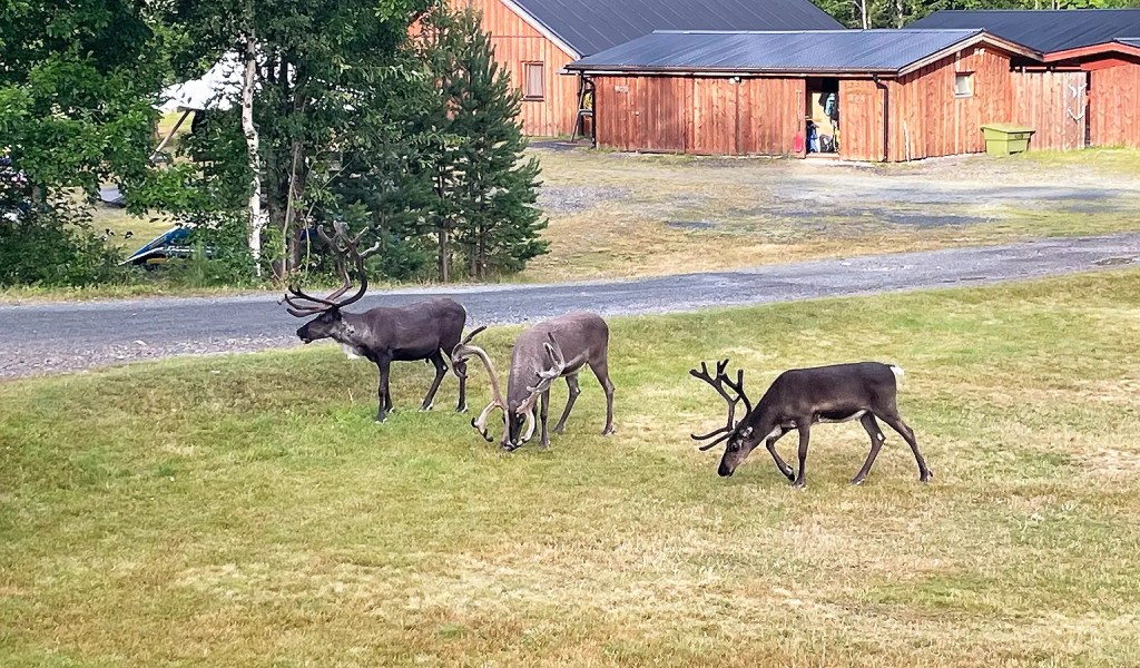 Rentiere vor den Hütten des Rucksack-Reisen-Camps Idre Stugor in der schwedischen Provinz Dalarna.